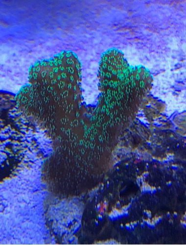 Coral Pocillopora Damicornis Verde Reef Acuario Marino