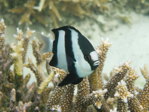 Dascyllus A. - Pez Marino - Damisela Rayada - Oceanlife.arg