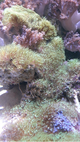 Frag De Pachycavularia Verde Polipo Largo Coral Reef Marino