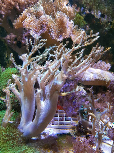 Frag De Sinularia Verde Coral Reef Marino