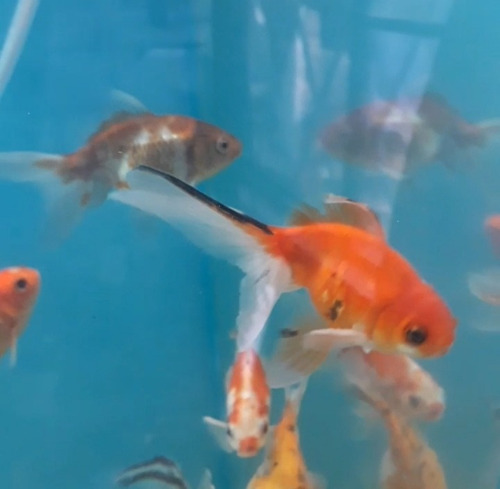 Goldfish Carassius Reproductor