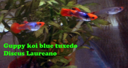 Lebistes Guppys Koi Blue Tuxedo