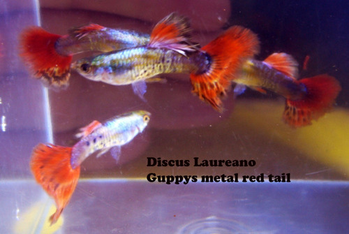 Lebistes Guppys Metal Red Tail