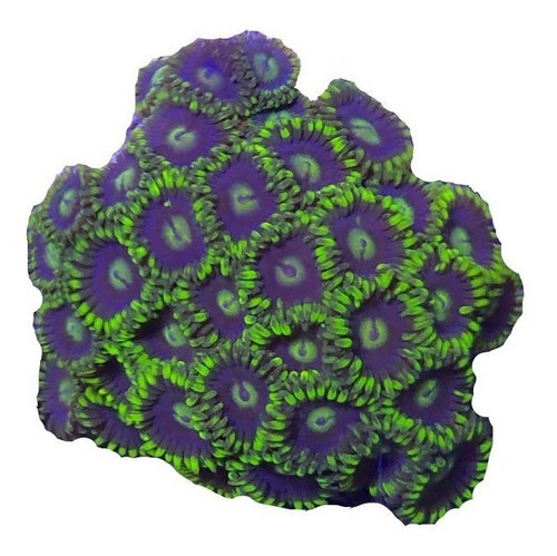 Zoanthus Verde Claro Coral Blando Reef Marinos Frag