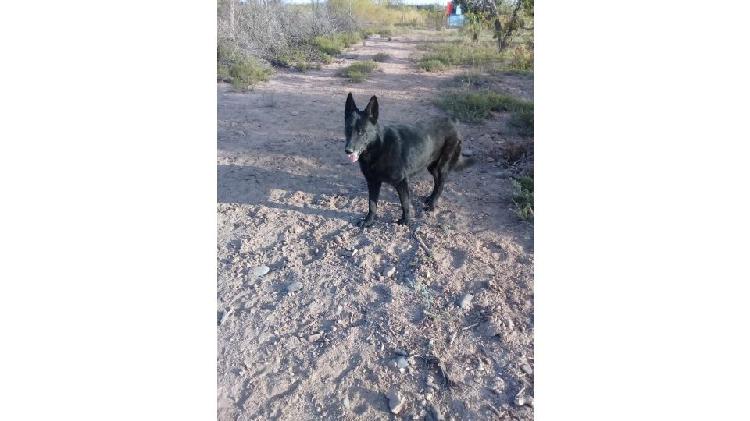 CACHORROS OVEJERO BELGA