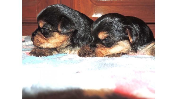 Cachorras Yorkshire Terrier