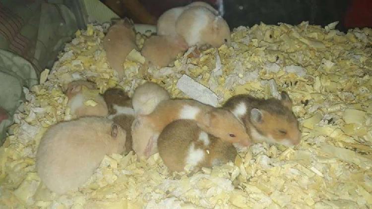 Hamsters bebes HERMOSOS!