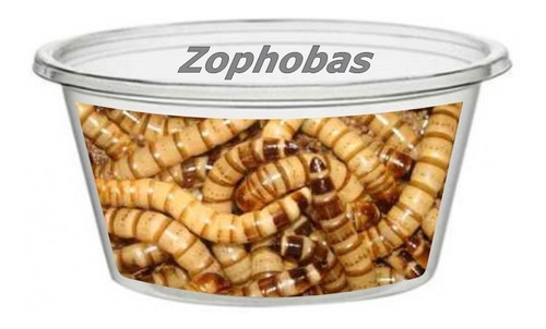 Zophobas X 100 U Alimento Vivo Para Reptiles Y Peces