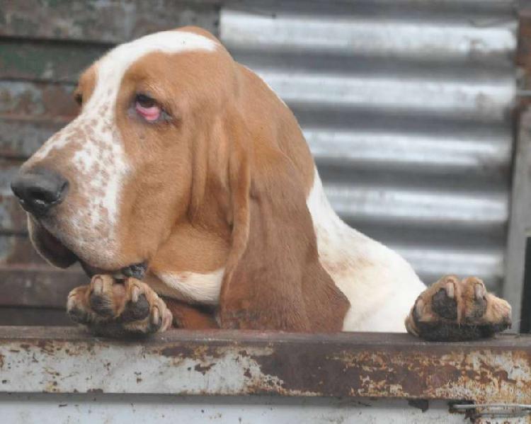 Pareja de BASSET HOUND con FCA