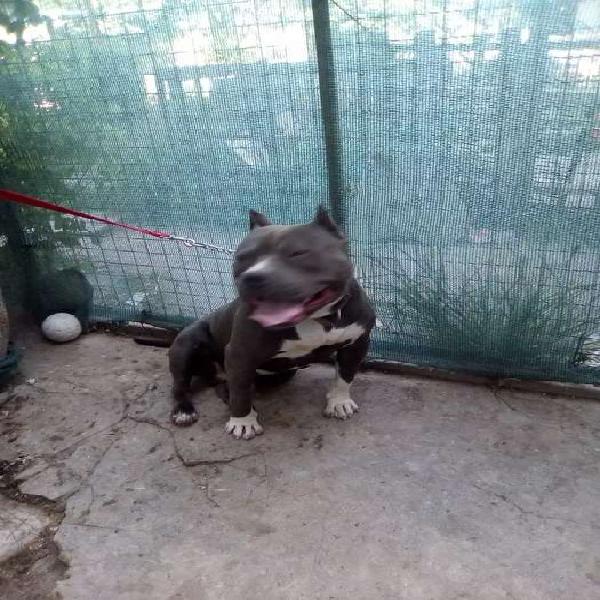 Sevicio de estud American bully