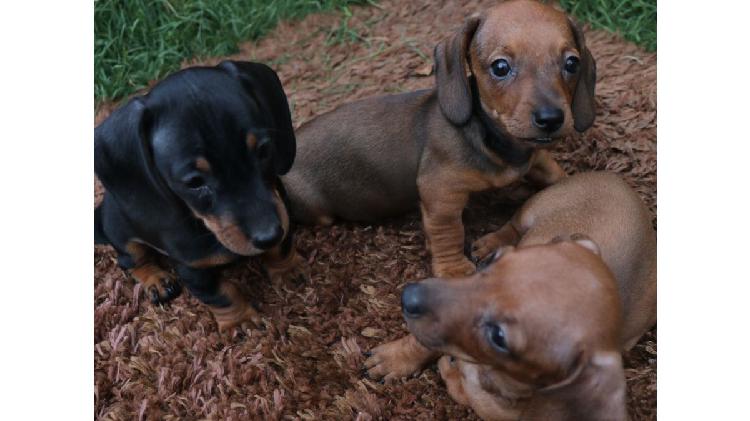 CACHORROS DACHSHUND (SALCHICHAS) MINI