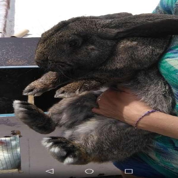 Conejo reproductor, raza Gigante de Flandes 11 meses
