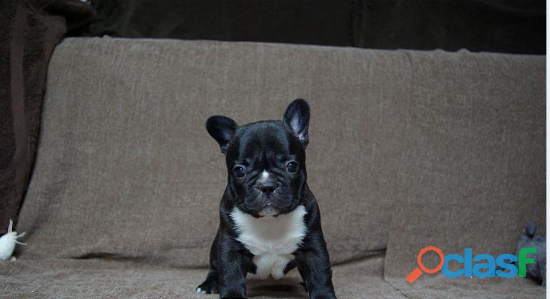 Hermosos cachorros de bulldog francés listos para un nuevo