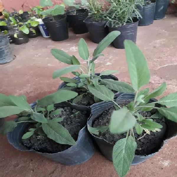 Vendo plantines de Salvia