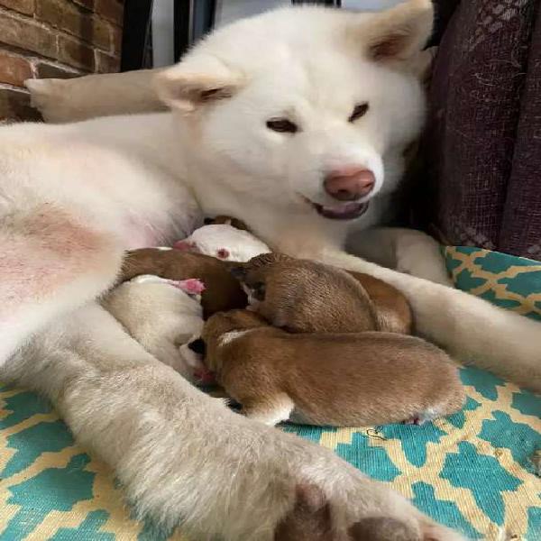 Akita Inu Cachorros