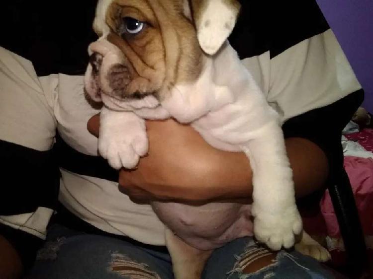 Cachorra Bulldog Ingles hembra