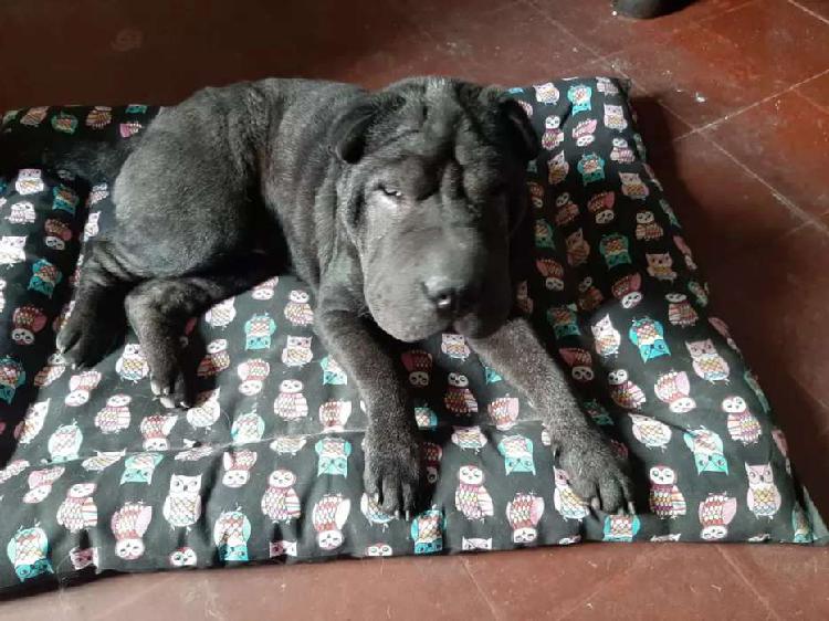 Shar pei macho 6 con papeles