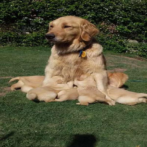 Cachorra hembra Golden Retriever