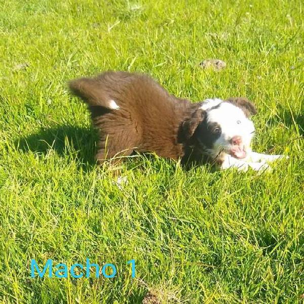 Cachorros Border Collie listos para entregar