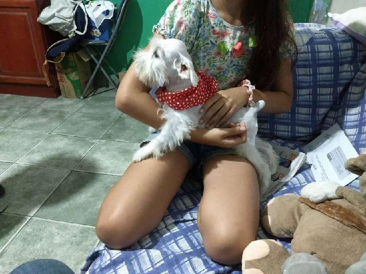SCHNAUZER MINIATURA BLANCOS EXCELENTES