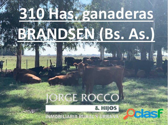 310 Has. campo ganadero en Brandsen