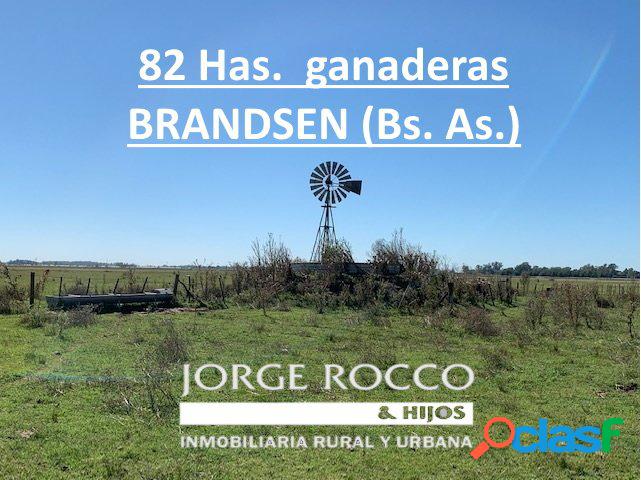 82 Has. ganaderas en Brandsen.