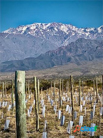 VIÑEDOS Y CAMPO Los Chacayes TUNUYAN