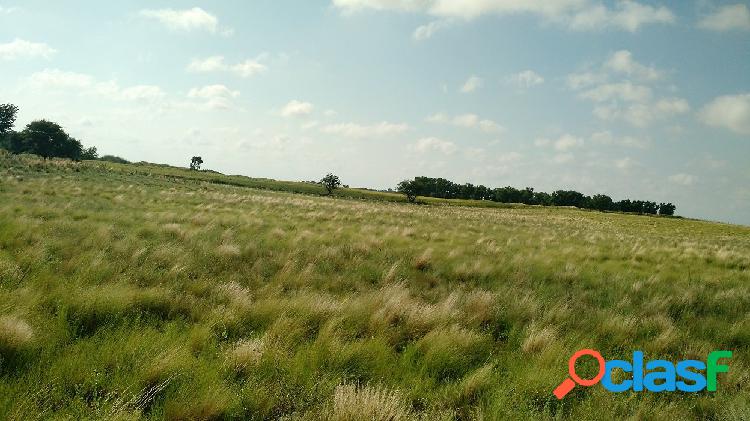 VENDO EXCELENTE CAMPO DE 84 HECTÁREAS EN ROLÓN - PROVINCIA