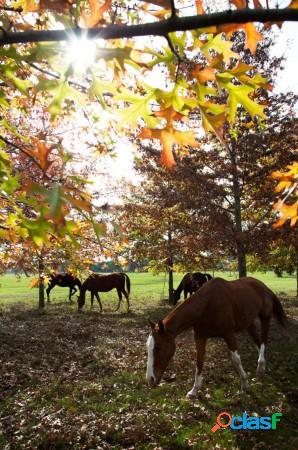 LOTE EN CARDALES - EL CAMPO