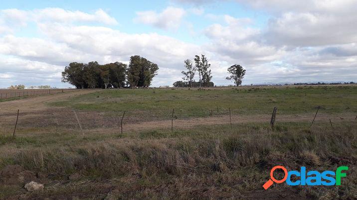 CAMPO/QUINTA 22 Ha CON CASA CORONEL SUAREZ