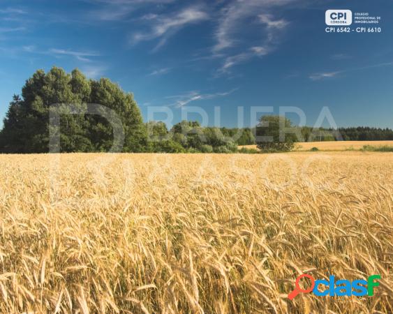 CAMPO AGRÍCOLA 30 HA