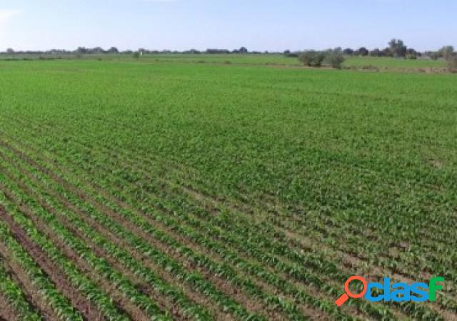 VENTA DE 104 HECTÁREAS AGRÍCOLAS EN ARRECIFES (B).-