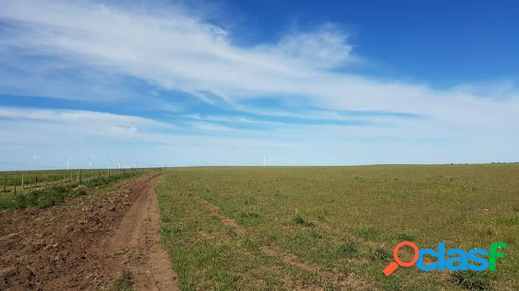 NUEVA ROMA MUY BUEN CAMPO A 40 KM DE BAHIA BLANCA