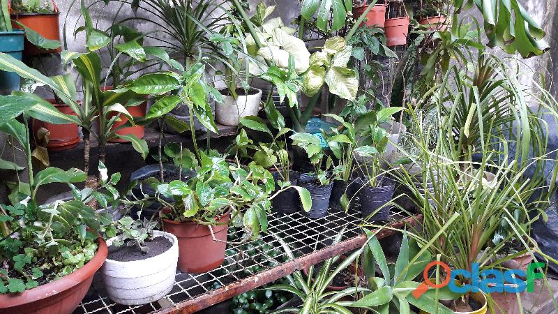 Suculentas y otras plantas