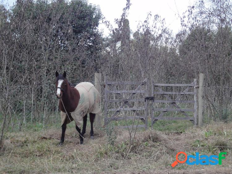 Lote en Lobos, a dos cuadras de la Laguna, 1600 m2