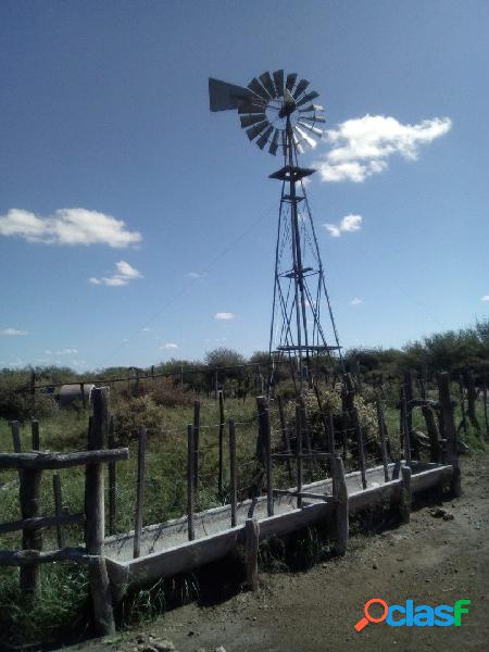 VENDO CAMPO GANADERO EN CARMENSA GENERAL ALVEAR MENDOZA