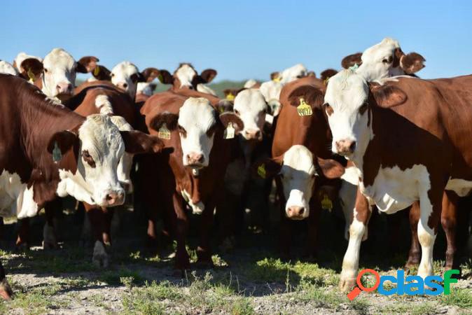 campo 600 Has ganaderas en Cacique Ariacaiquín, Dpto. San