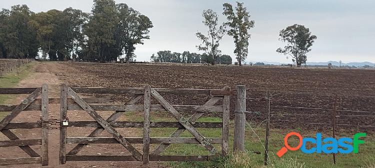 CAMPO/QUINTA 22 Ha CON CASA CORONEL SUAREZ