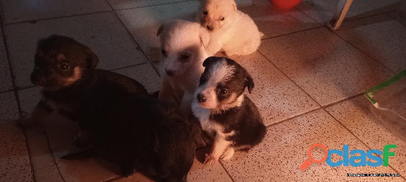 Regalo perritos