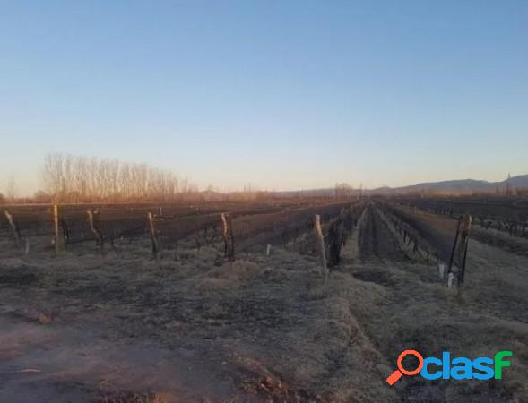 Hermosa Finca en Producción en Cuadro Benegas