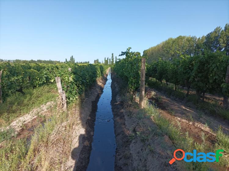 FINCA EN PRODUCCION DE 8 1/2 HECTAREAS CON DOS CASAS, GALPON