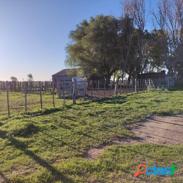 EN VENTA - CAMPO 197 HAS - DPTO CONHELLO - LA PAMPA