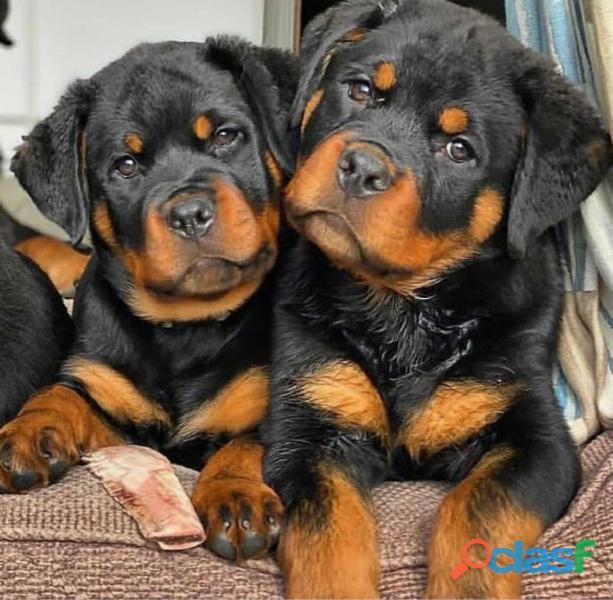 Rottweiler Cachorros