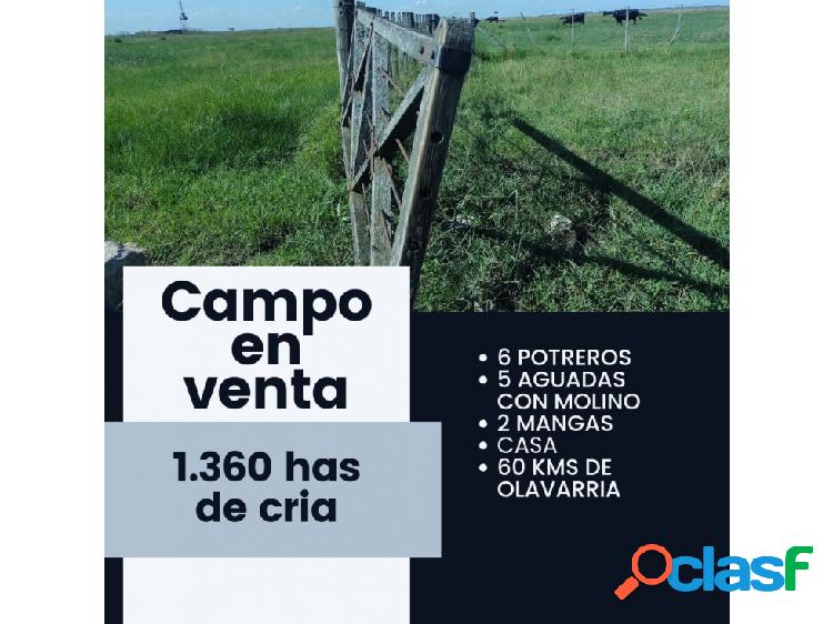 CAMPO DE CRIA