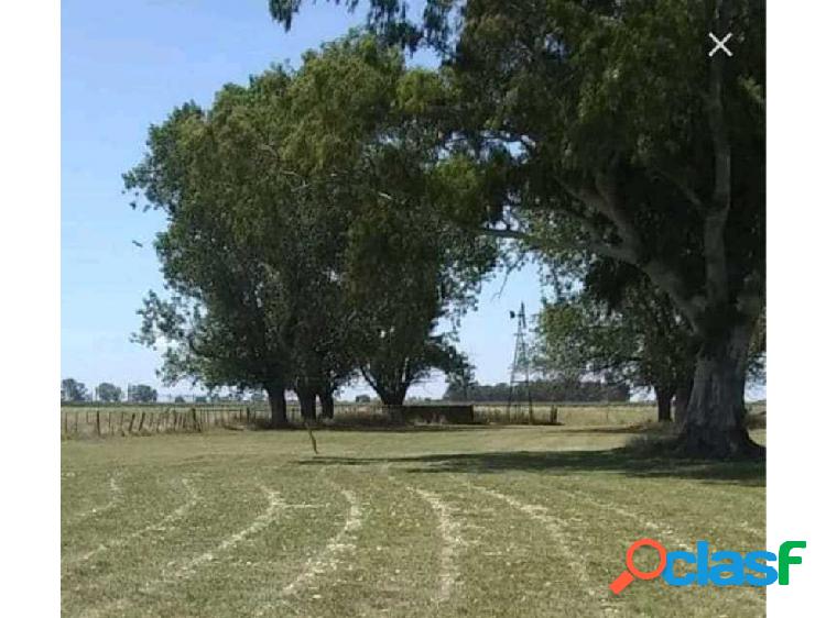 CAMPO EN OLAVARRIA, PCIA DE BUENOS AIRES, ARGENTINA