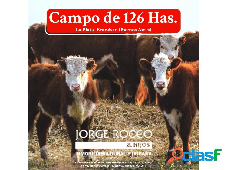 Campo en venta en Brandsen. 126 Has. mixto