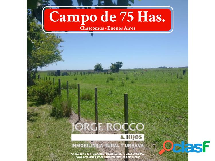 Campo en venta en Chascomús. 75 Has mixto