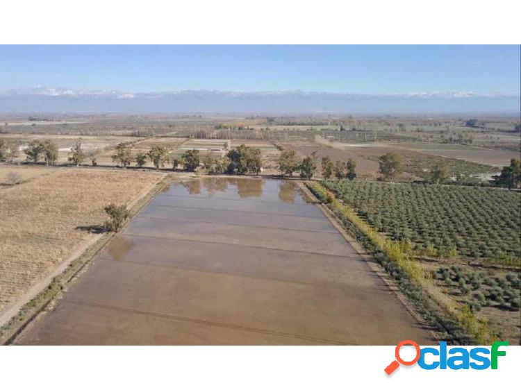 Finca en venta - Lavalle - Mendoza