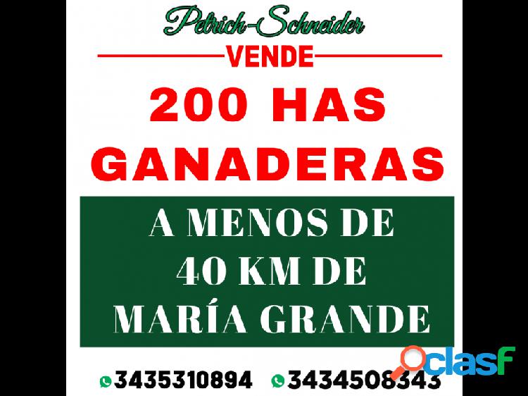 Se venden 200 has ganaderas-María Gande