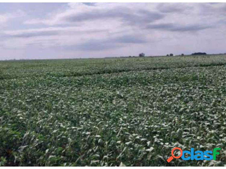 CAMPO AGRICOLA EN PERGAMINO,PCIA DE BUENOS AIRES, ARGENTINA